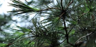 Ile litrów ma bagażnik kia sportage?