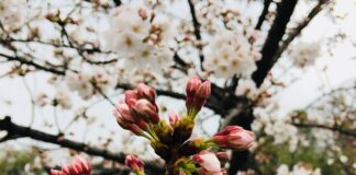 Czy piszczenie hamulców jest niebezpieczne?