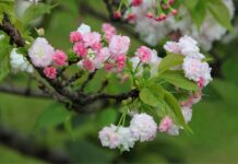 Jaka jest żywotność samochodu? Jaka jest żywotność samochodu?