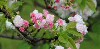 Jaka jest żywotność samochodu?