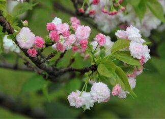 Jaka jest żywotność samochodu?