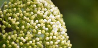 Czym smarować tuleje wahaczy?