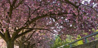 Co to jest UX w samochodzie?