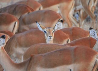 Po czym poznać że wahacz jest do wymiany?
