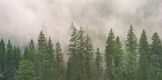 Co to jest szczęka Przeciwbieżna?