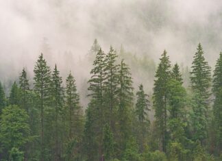 Co to jest szczęka Przeciwbieżna?