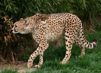 Jakie jest najszybsze auto w Polsce?