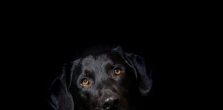 Czy hybryda może się rozładować?