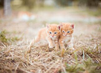 Do czego stosuje się smar ceramiczny?
