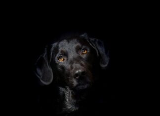 Jak działa hybryda w Fiat 500?