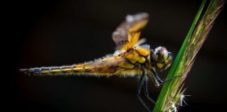 Ile pali ścigacz 600?