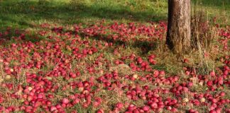 Jakie auta najbardziej gniją?