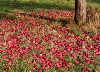 Jakie auta najbardziej gniją?