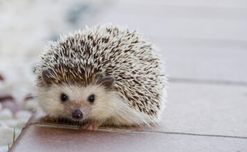 Jakie kołki na półkę? Jakie kołki na półkę?