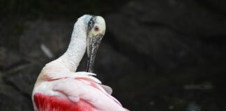 Jak wygładzić włosy syntetyczne?