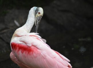 Jak wygładzić włosy syntetyczne?
