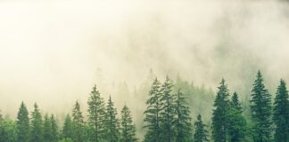 Czy sosna nadaje się na meble?