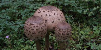 Co do pupy dla noworodka?