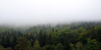 Jak zasłonić regał z książkami?