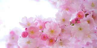 Czy różowy szum jest bezpieczny?