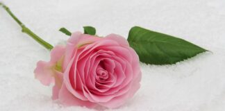 Jaki wianuszek na komunię?