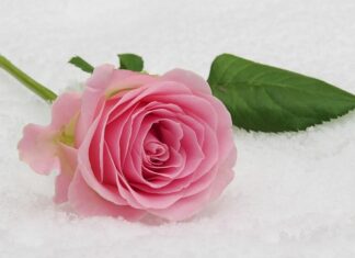 Jaki wianuszek na komunię?