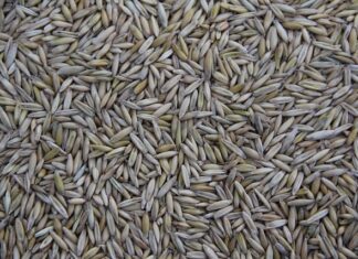 Kto produkuje Rainbow High?