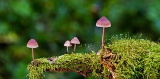 Jak zrobić siedzisko z gąbki?