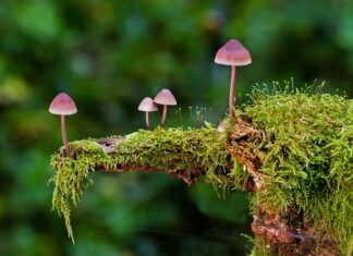 Jak zrobić siedzisko z gąbki?