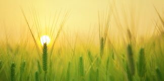 Ile ton pszenicy na przyczepie?