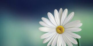 Czym się rożni biały szum od różowego?