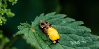 Jak zrobić lalkę Waldorfską?