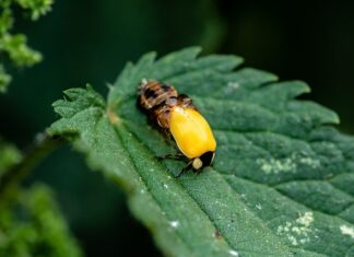 Jak zrobić lalkę Waldorfską?