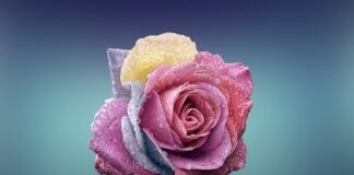 Czym się różni Alba od sukienki?