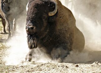 Czy zasypką jest dobra na odparzenia?