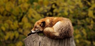 Co na czerwony odbyt u niemowlaka?