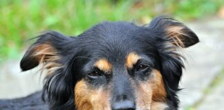 Jaki szum do usypiania?