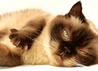 Kiedy body z krótkim rękawem?