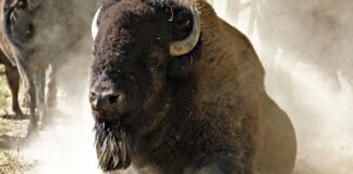 Co daje zasypka dla dzieci?