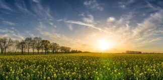 Ile ton rzepaku wchodzi na przyczepę?