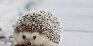 W jakim wieku dziecko jeździ bez kółek bocznych?