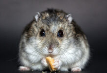 Jak wybrać odpowiednią karmę dla chomika
